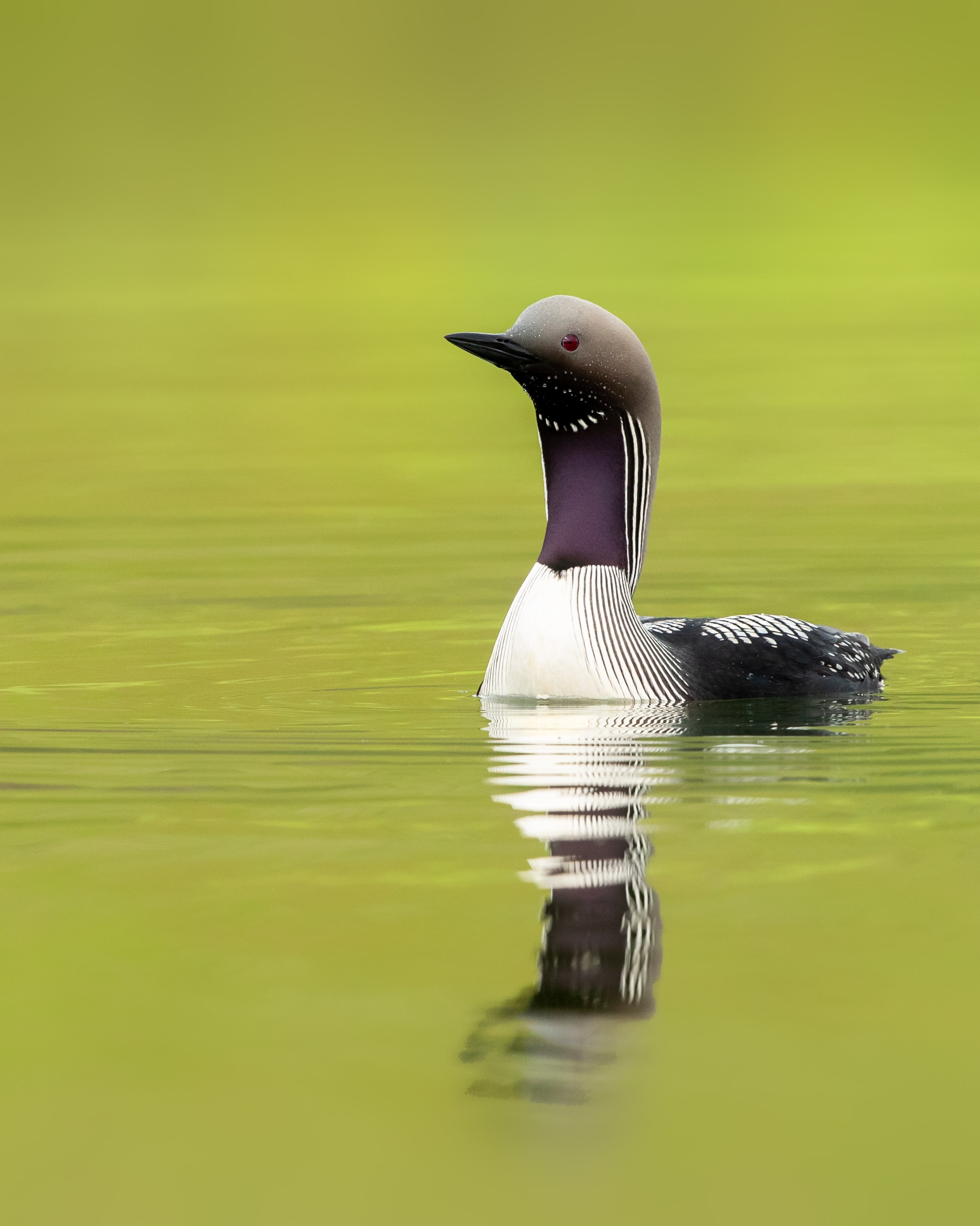 bird of iceland image 26